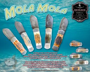 Excelsior 2023 Mola Ad